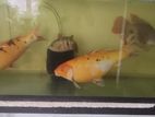Koi Carp 3 Fish