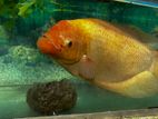 Giant Gourami with Fish Tank