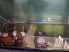 Fish Tank