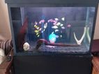 Fish Tank Full Setup