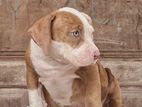 Pitbull Puppy