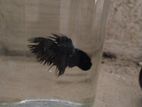 Fiter Fish