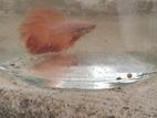 Fighter Fish