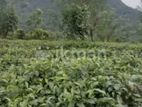 Five Acres of Tea Land for Sale in Neluwa, Galle