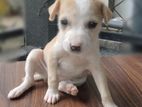 Five Puppies for Kind Home