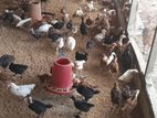 Five Weeks Old Country Chicks