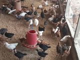 Five Weeks Old Country Chicks