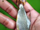 Flagtail Fish