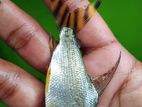 Flagtail Fish