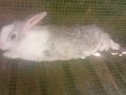 Rabbits