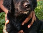 Flat Coated Retriever Female Puppies