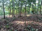 Flat Land for Sale in Digana