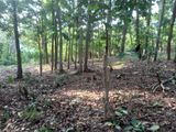 Flat Land for Sale in Digana