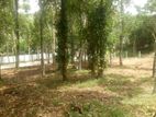 Flat Land for Sale in Katawala