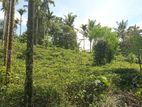 Flat Land for Sale Kandy
