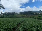 Flat Land for Sale - Nuwara Eliya, Meepilimanna (EM765)