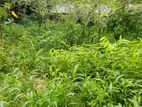 Flat Land For Sale - Peradeniya