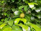 Flat Land For Sale - Peradeniya