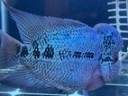 Flowerhorn Fish