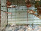 Cage with Finches Bird
