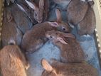 Flemish Rabbit