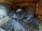 Flemish Giant Rabbit