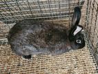Flemish Giant Male ,Female
