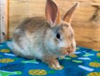 Flemish Giant Rabbit