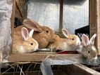 Flemish Giant Rabbit
