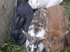 Flemish Giant Rabbit