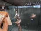 Finch Birds