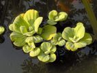 Floating Plants