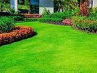 Floor Garden Service - Kohuwala