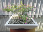 Bonsai Pot