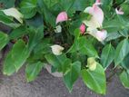 Baby Anthurium Flower Plant