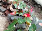 Anthurium Flower Plants