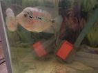 Flower Hone Egg Laying Female