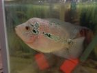 Flower Hone Egg Laying Female