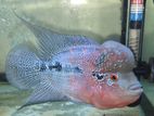 Flower Hone Fish