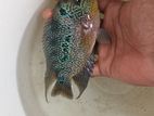 Flower Horn Fish
