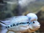 Flower Horn Fish