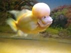 Flower Horn Fish