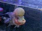 Flower Horn Fish