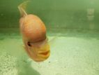 Flower Horn