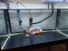 Flower horn Kml wiht fish tank