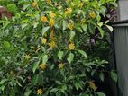 Vihaara Idda Flower Plant
