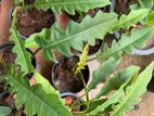 Philodendron Flower Plants