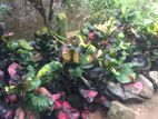 Anthurium Plants