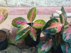 Aglaonema Plant