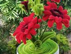 Flower Pots